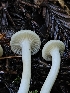  ( - HAY-F-007448)  @11 [ ] by (2023) Mandy Hackney Fungal Diversity Survey