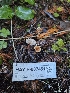  ( - HAY-F-007451)  @11 [ ] by (2023) Mandy Hackney Fungal Diversity Survey
