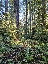  ( - HAY-F-007451)  @11 [ ] by (2023) Mandy Hackney Fungal Diversity Survey