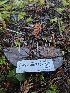  ( - HAY-F-007452)  @11 [ ] by (2023) Mandy Hackney Fungal Diversity Survey