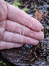  ( - HAY-F-007452)  @11 [ ] by (2023) Mandy Hackney Fungal Diversity Survey