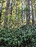  (Macrotyphula sp. juncea-PNW01 - HAY-F-007452)  @11 [ ] by (2023) Mandy Hackney Fungal Diversity Survey