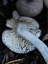 ( - HAY-F-007423)  @11 [ ] by (2023) Mandy Hackney Fungal Diversity Survey