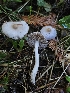  ( - HAY-F-007466)  @11 [ ] by (2023) Mandy Hackney Fungal Diversity Survey