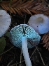  ( - HAY-F-007466)  @11 [ ] by (2023) Mandy Hackney Fungal Diversity Survey