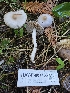  ( - HAY-F-007466)  @11 [ ] by (2023) Mandy Hackney Fungal Diversity Survey