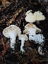 (Hydnum sp. CA02 - HAY-F-007457)  @11 [ ] by (2023) Mandy Hackney Fungal Diversity Survey