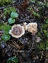  (Hydnellum sp. PNW07 - HAY-F-007458)  @11 [ ] by (2023) Mandy Hackney Fungal Diversity Survey
