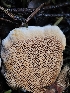  ( - HAY-F-007458)  @11 [ ] by (2023) Mandy Hackney Fungal Diversity Survey