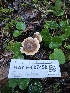  ( - HAY-F-007458)  @11 [ ] by (2023) Mandy Hackney Fungal Diversity Survey