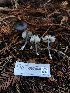  ( - HAY-F-007848)  @11 [ ] by-nc (2023) Dean Lyons Fungal Diversity Survey