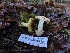  ( - HAY-F-007853)  @11 [ ] by-nc (2023) Dean Lyons Fungal Diversity Survey