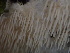  ( - HAY-F-007855)  @11 [ ] by-nc (2023) Dean Lyons Fungal Diversity Survey
