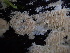  ( - HAY-F-007855)  @11 [ ] by-nc (2023) Dean Lyons Fungal Diversity Survey