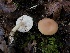  (Rhodocybe sp. PNW01 - HAY-F-007926)  @11 [ ] by-nc (2023) Dean Lyons Fungal Diversity Survey
