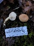  ( - HAY-F-007926)  @11 [ ] by-nc (2023) Dean Lyons Fungal Diversity Survey
