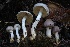  ( - HAY-F-007340)  @11 [ ] by-nc (2023) Taye Bright Fungal Diversity Survey