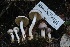  ( - HAY-F-007340)  @11 [ ] by-nc (2023) Taye Bright Fungal Diversity Survey