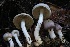  ( - HAY-F-007340)  @11 [ ] by-nc (2023) Taye Bright Fungal Diversity Survey