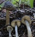  (Entoloma sp. CA50 - HAY-F-007341)  @11 [ ] by-nc (2023) Taye Bright Fungal Diversity Survey