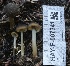  ( - HAY-F-007341)  @11 [ ] by-nc (2023) Taye Bright Fungal Diversity Survey
