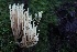  ( - HAY-F-007342)  @11 [ ] by-nc (2023) Taye Bright Fungal Diversity Survey