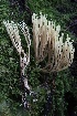  ( - HAY-F-007342)  @11 [ ] by-nc (2023) Taye Bright Fungal Diversity Survey