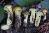  (Suillus ponderosus - HAY-F-007344)  @11 [ ] by-nc (2023) Taye Bright Fungal Diversity Survey