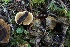  ( - HAY-F-007345)  @11 [ ] by-nc (2023) Taye Bright Fungal Diversity Survey