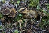  ( - HAY-F-007345)  @11 [ ] by-nc (2023) Taye Bright Fungal Diversity Survey