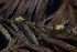  ( - HAY-F-007348)  @11 [ ] by-nc (2023) Taye Bright Fungal Diversity Survey