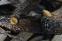  ( - HAY-F-007348)  @11 [ ] by-nc (2023) Taye Bright Fungal Diversity Survey