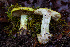  (Calonarius amabilis - HAY-F-007853)  @11 [ ] by-nc (2023) Dean Lyons Fungal Diversity Survey