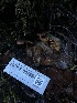  ( - HAY-F-007864)  @11 [ ] by-nc (2023) Dean Lyons Fungal Diversity Survey