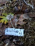  ( - HAY-F-007865)  @11 [ ] by-nc (2023) Dean Lyons Fungal Diversity Survey