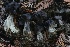  ( - HAY-F-007349)  @11 [ ] by-nc (2023) Taye Bright Fungal Diversity Survey
