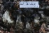  ( - HAY-F-007349)  @11 [ ] by-nc (2023) Taye Bright Fungal Diversity Survey