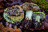  (Calonarius adonis - HAY-F-007852)  @11 [ ] by-nc (2023) Dean Lyons Fungal Diversity Survey