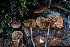  (Alnicola sp. PNW02 - HAY-F-007864)  @11 [ ] by-nc (2023) Dean Lyons Fungal Diversity Survey