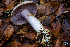  (Calonarius flavobulbus - HAY-F-007921)  @11 [ ] by-nc (2023) Dean Lyons Fungal Diversity Survey