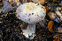  ( - HAY-F-007921)  @11 [ ] by-nc (2023) Dean Lyons Fungal Diversity Survey