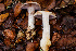  ( - HAY-F-007921)  @11 [ ] by-nc (2023) Dean Lyons Fungal Diversity Survey