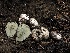  ( - HAY-F-007867)  @11 [ ] by-nc (2023) Dean Lyons Fungal Diversity Survey