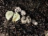 ( - HAY-F-007867)  @11 [ ] by-nc (2023) Dean Lyons Fungal Diversity Survey