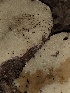  ( - HAY-F-007867)  @11 [ ] by-nc (2023) Dean Lyons Fungal Diversity Survey