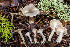  ( - HAY-F-007872)  @11 [ ] by-nc (2023) Dean Lyons Fungal Diversity Survey