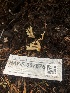  ( - HAY-F-007875)  @11 [ ] by-nc (2023) Dean Lyons Fungal Diversity Survey