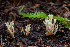  ( - HAY-F-007875)  @11 [ ] by-nc (2023) Dean Lyons Fungal Diversity Survey