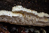  ( - HAY-F-007919)  @11 [ ] by-nc (2023) Dean Lyons Fungal Diversity Survey