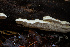  ( - HAY-F-007919)  @11 [ ] by-nc (2023) Dean Lyons Fungal Diversity Survey